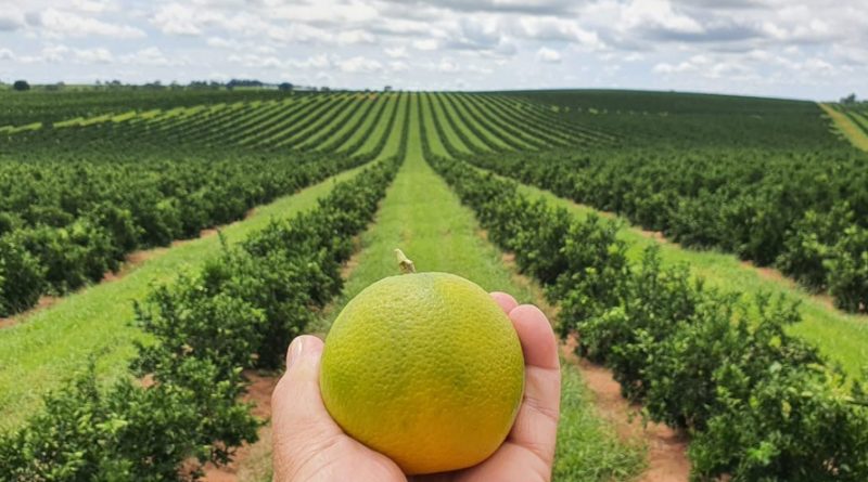 Integração consolida citricultura do Paraná entre as maiores do País